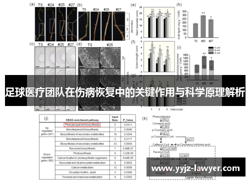 足球医疗团队在伤病恢复中的关键作用与科学原理解析